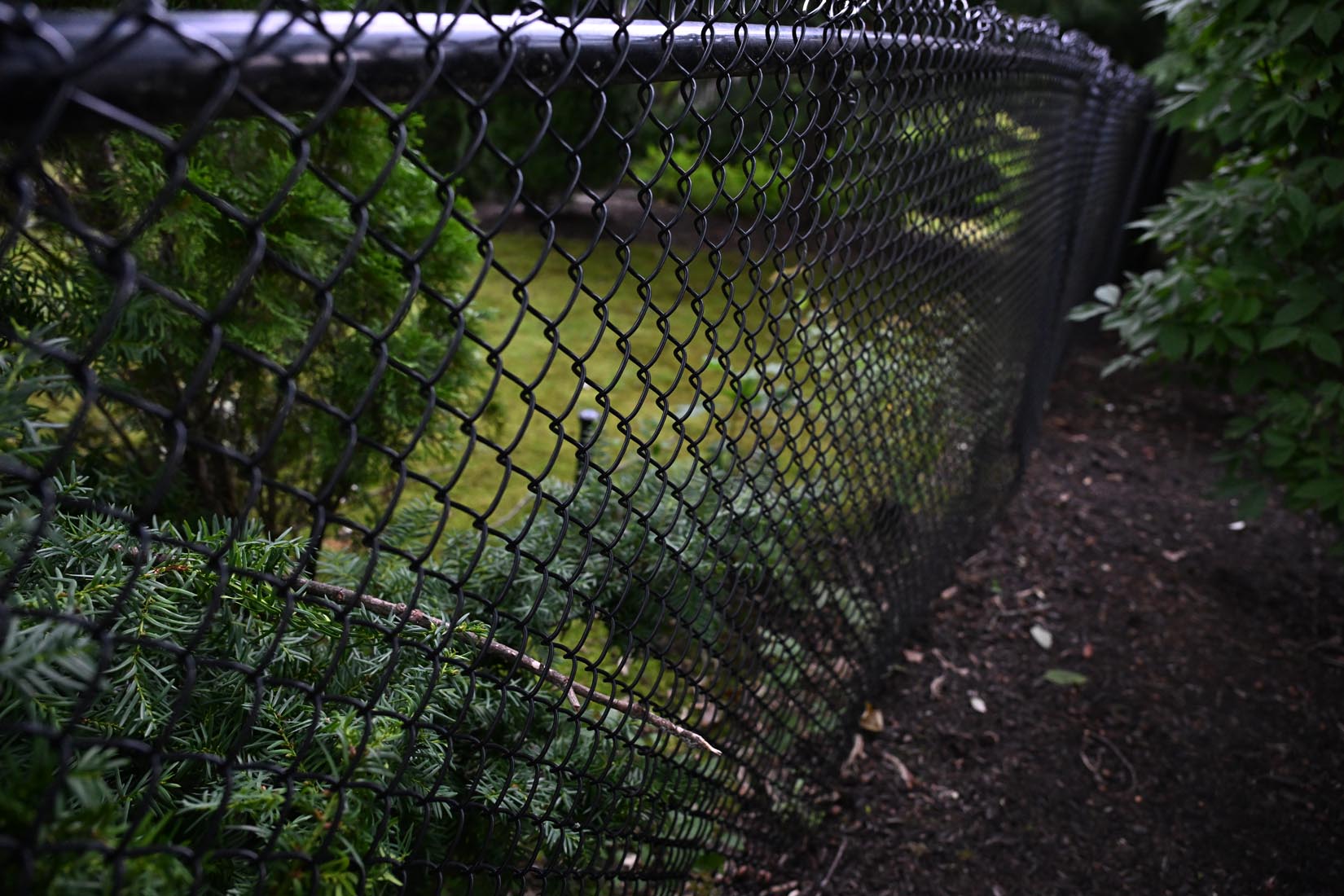 A black chain-link fence separates a grassy area with green bushes and trees on one side from bare soil and shrubs on the other side.