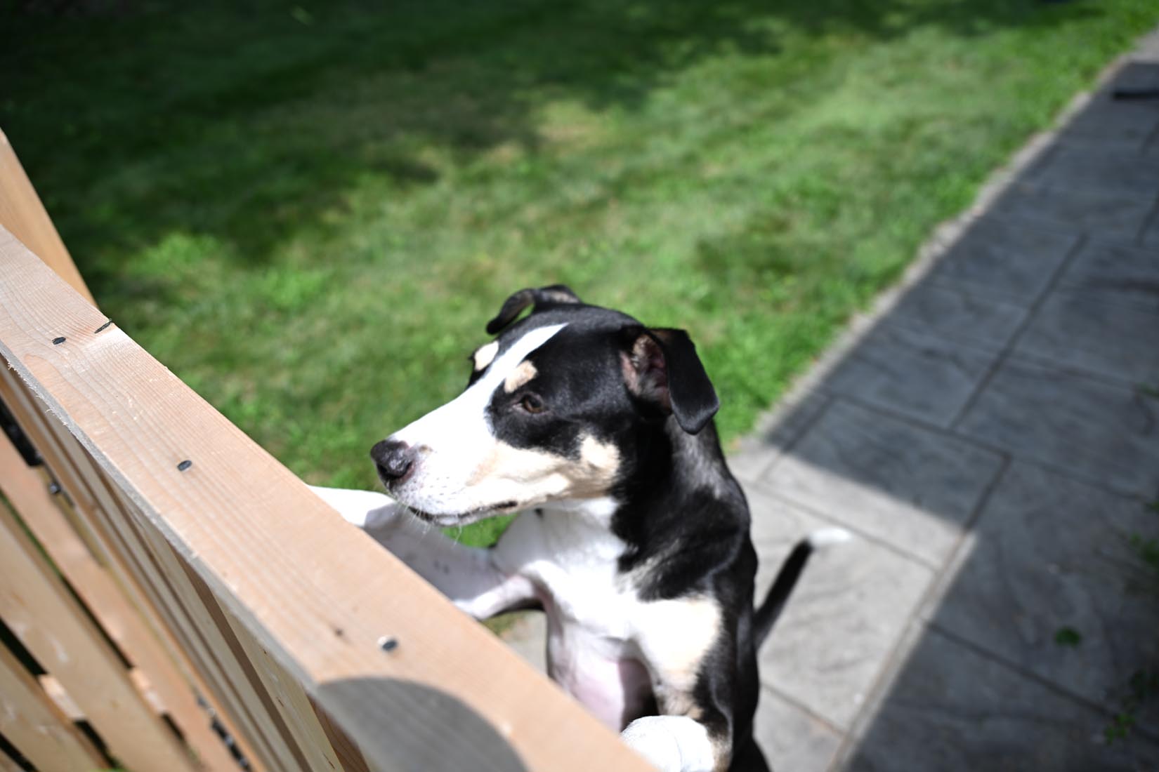 A black and white dog stands on its hind legs, resting its front paws on a wooden fence, looking over it. The background shows green grass and a stone path on a sunny day.