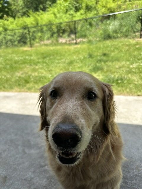 A golden retriever stands on a patio, looking up at the camera, with green grass and a black chain-link fence in the background on a sunny day.